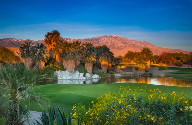 Desert Willow Oasis at Random Haus.