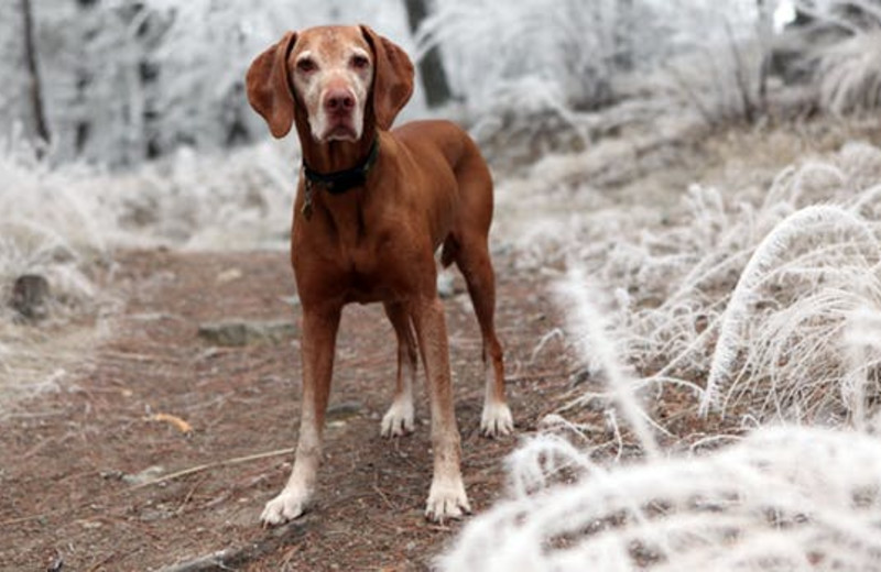 Pets welcome at Made INN Vermont B&B.