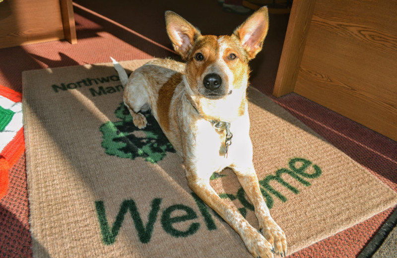 Pets welcome at Lakeland Rental Management.