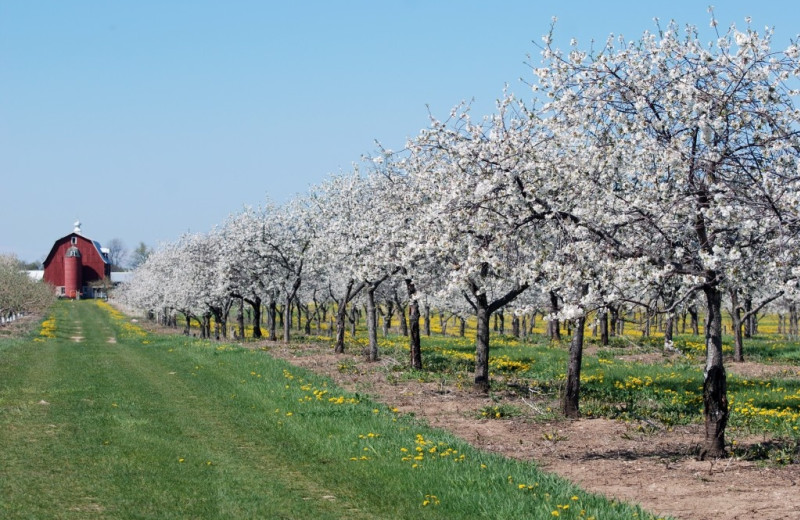 Apple orchard near Pheasant Park Resort.