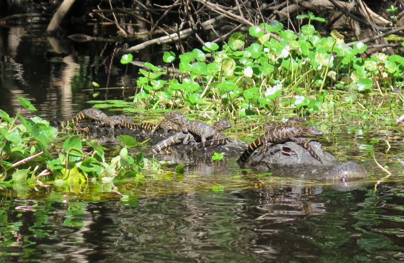 Gators at Ocklawaha Canoe Outpost 