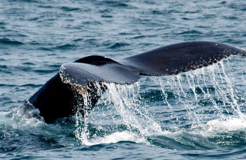 Whale watching at Best Western Seacliff Inn.