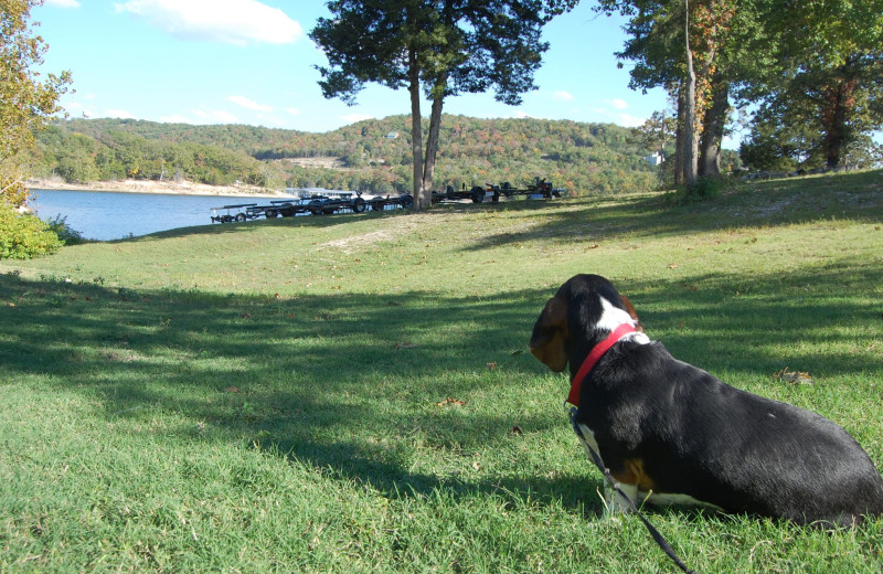 Pet friendly at White Wing Resort on Table Rock Lake.