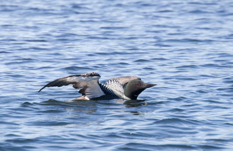 Loon at Dogtooth Lake Resort.