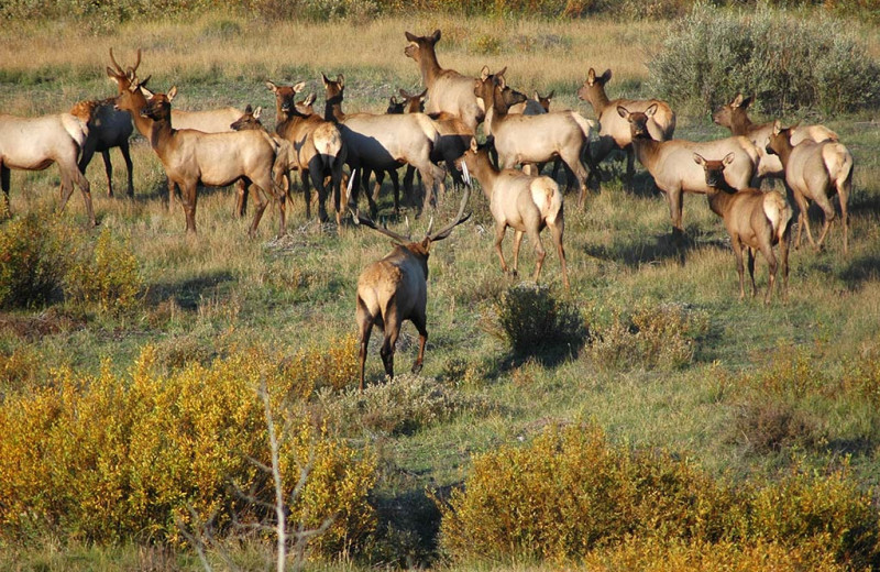 Deer at Wild Skies Cabin Rentals.