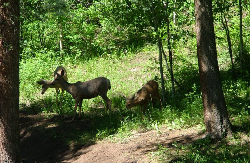 Deer at Lone Wolf Cabins and Getaway.