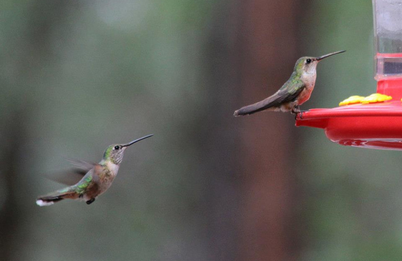 Hummingbirds at Lazy Oaks Resort.