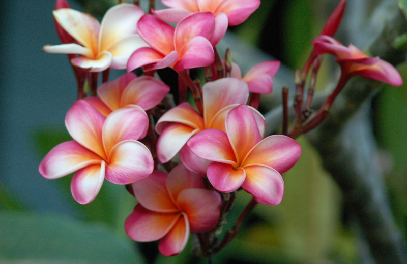 Flora at Lumeria Maui.