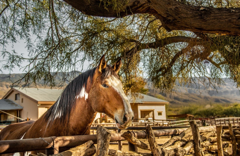 Horse at Tanque Verde Ranch.