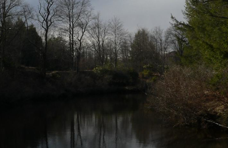 Forest at Windwood Fly-In Resort.