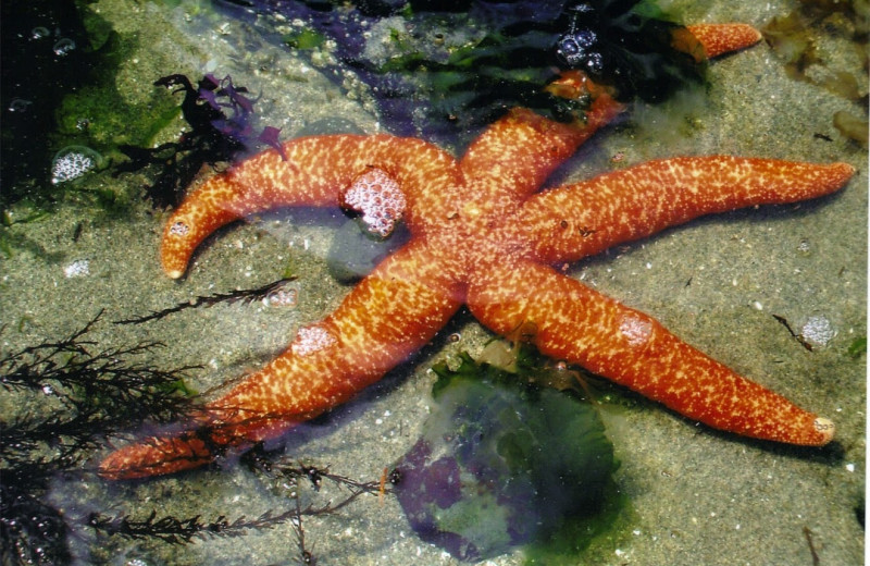 Starfish at Shady Shores Beach Resort.