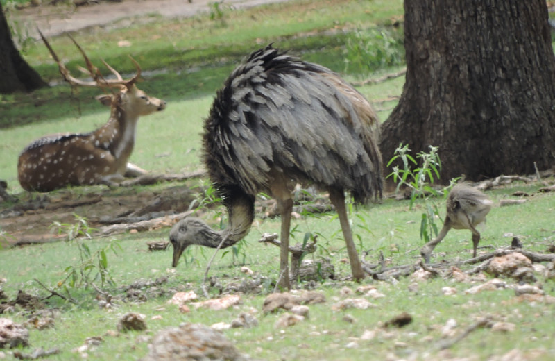 Birds at The Exotic Resort Zoo.
