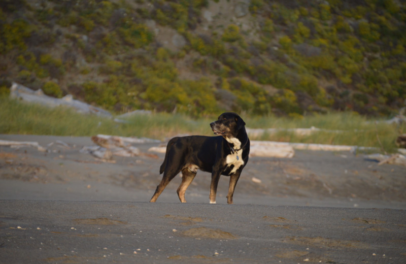 Pets welcome at Irish Beach Vacation Rentals.