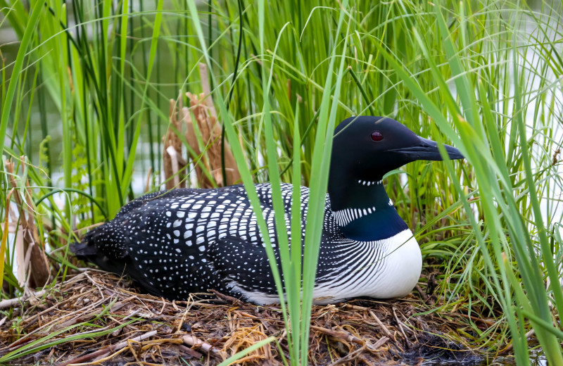 Loon at Kohl's Resort.