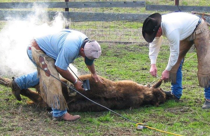 Cattle probing at Ghost Canyon Ranch.