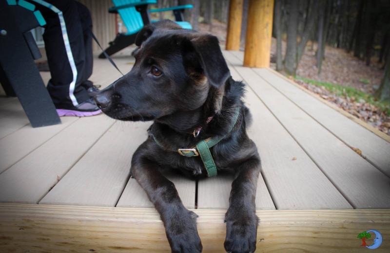 Dogs welcome at Blue Moon Rising.