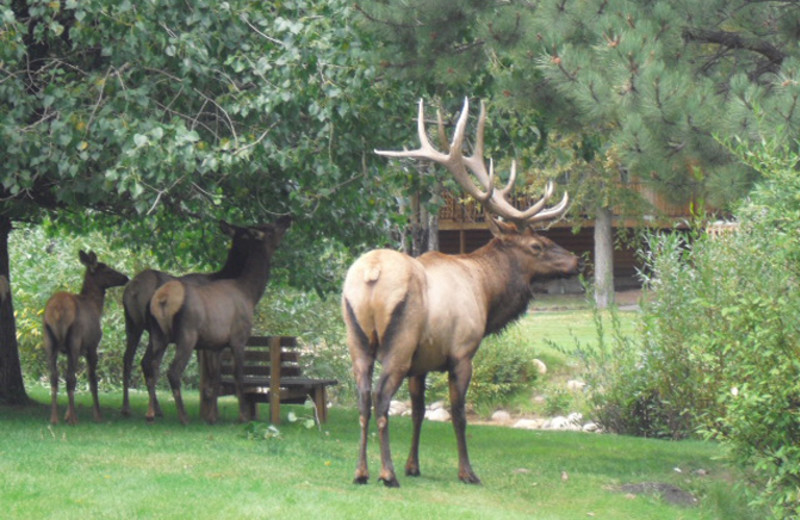 Elk at Riverview Pines.