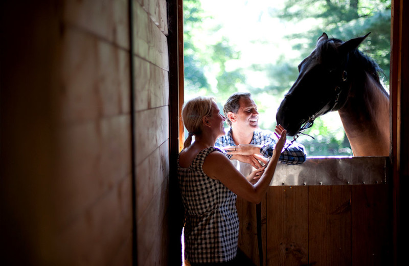 Horses at Topnotch Resort.