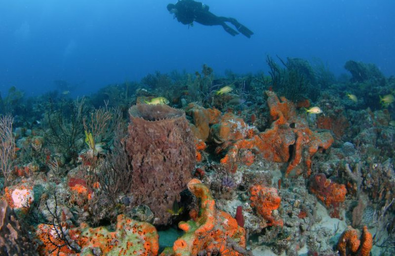 Diving at Beach Vacation Rentals.