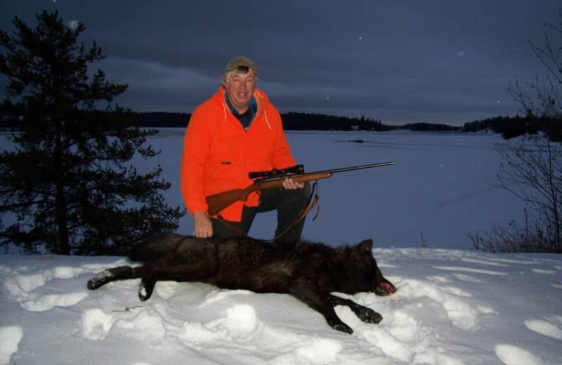 Wolf hunting at Paradise Cove Resorts.