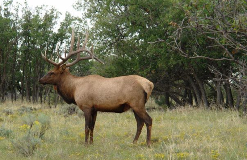 Elk at Lone Wolf Cabins and Getaway.