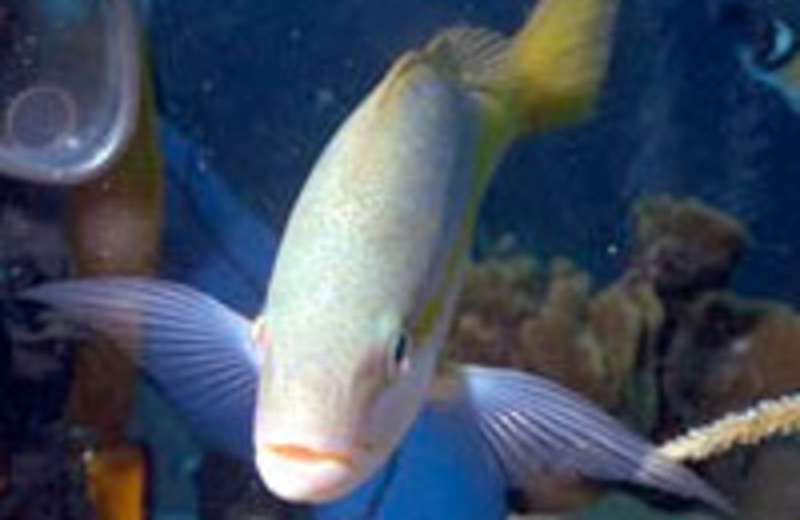 Diving at The Anchorage.