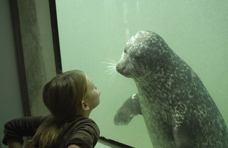 Aquarium near The Algonquin Resort St. Andrews by-the-Sea, Autograph Collection.