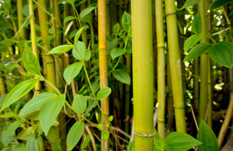 Bamboo at Hale 'Ohu Bed & Breakfast.