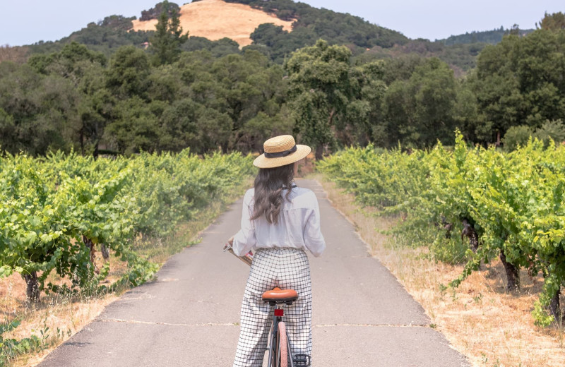 Biking through vineyard near El Dorado Hotel.