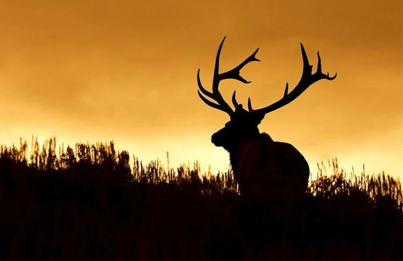 Elk at Rusty Parrot Lodge.