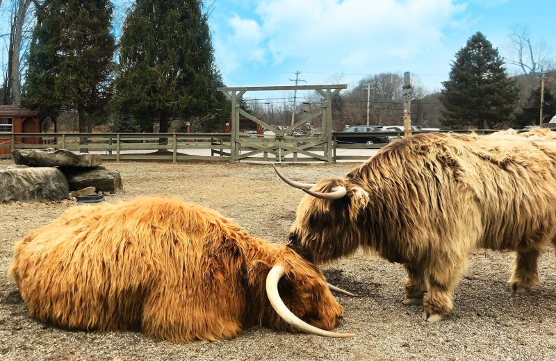 Cattle at Rocking Horse Ranch Resort.