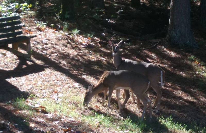 Deer at The Lookout Lodge.