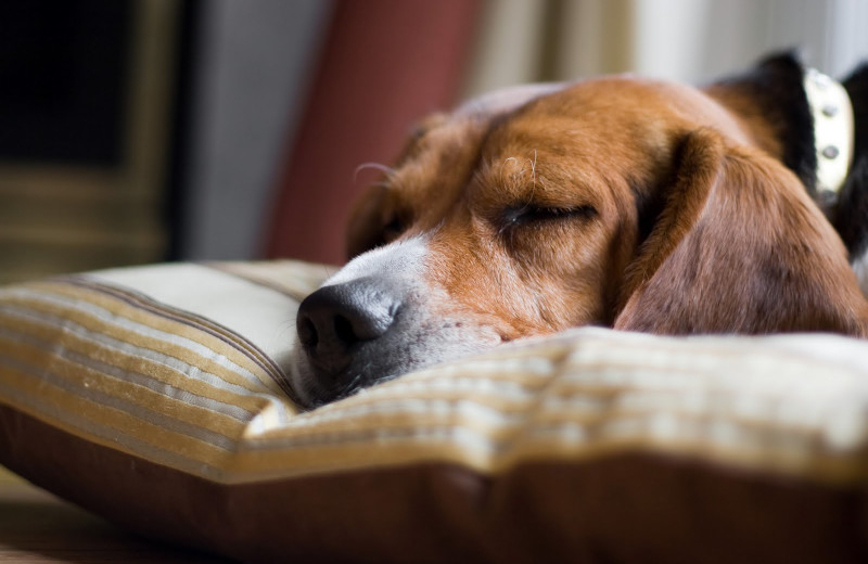 Pets welcome at Caliente Tropics Resort.