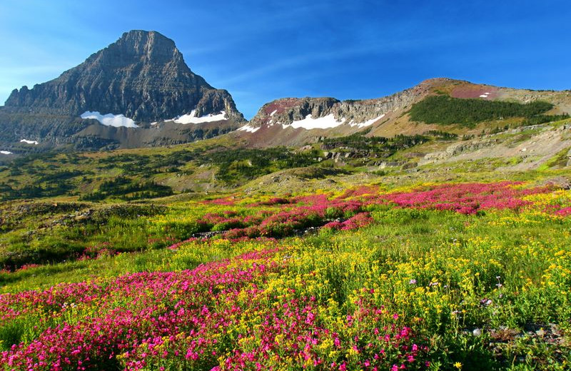 Wildflowers near North Forty Resort.