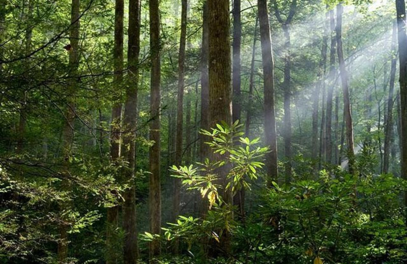 Woods at Timber Frame Rentals.
