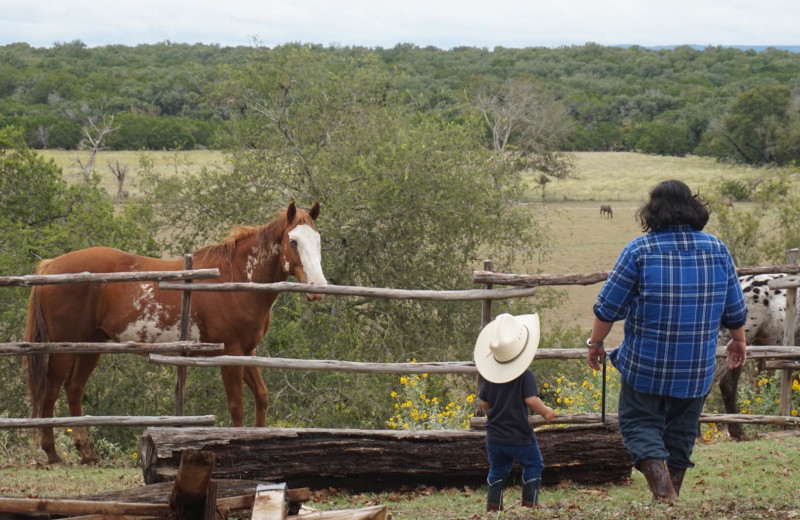 Visiting the horses at Twin Elm Ranch.
