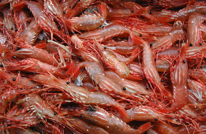 Shrimp fishing at Yes Bay Lodge.