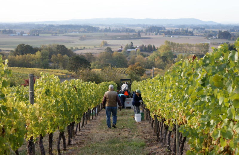 Vineyard at Yamhill Vineyards Bed 