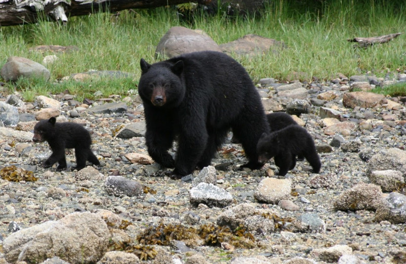 Black bears at Clayoquot Wilderness Resort.