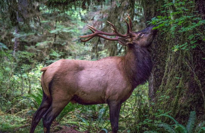 Elk at OP Vacation Rentals.