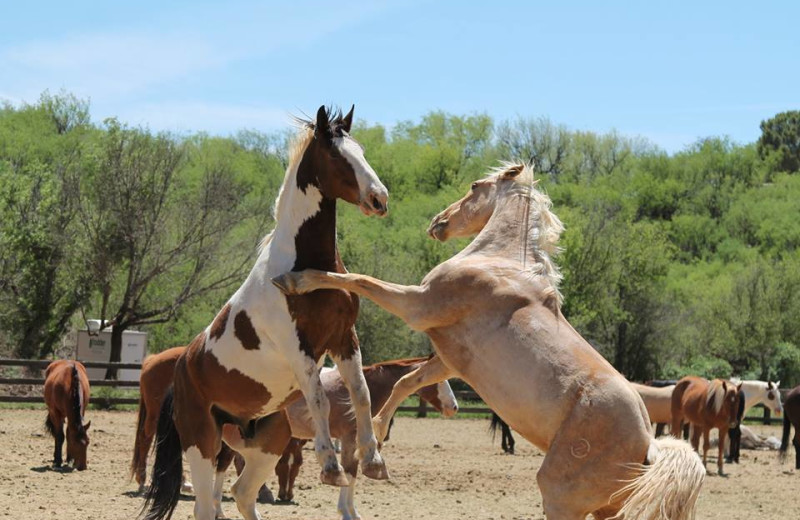 Horses playing at Circle Z Ranch.