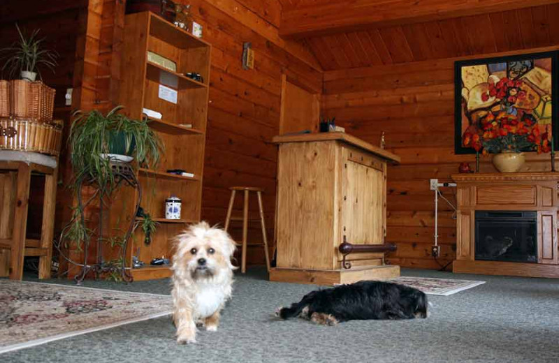 Pets welcome at Eldora Lodge.