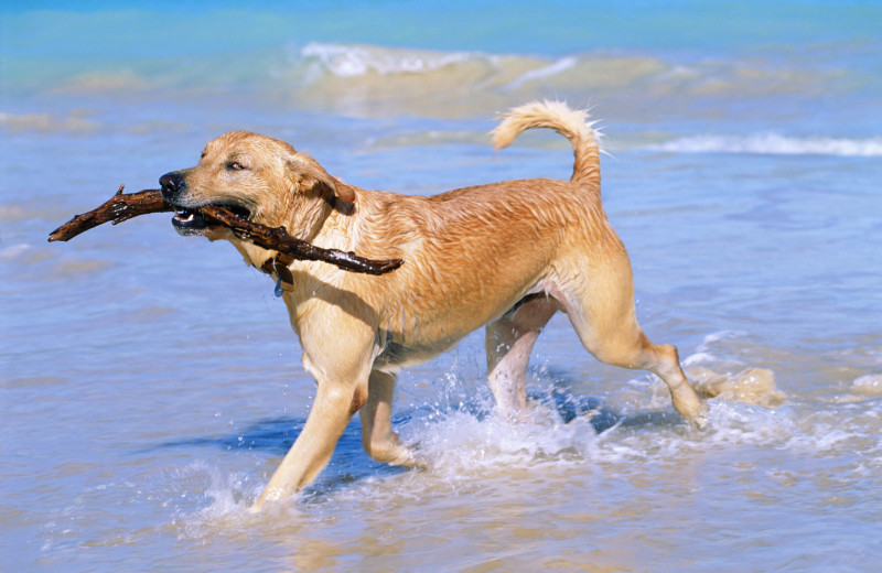 Pets welcome at Jersey Cape Realty