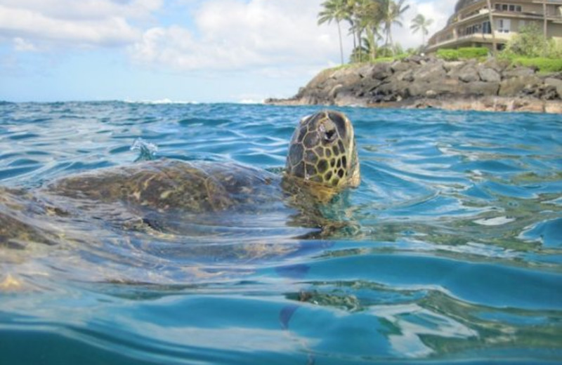 Sea turtle at Great Vacation Retreats.