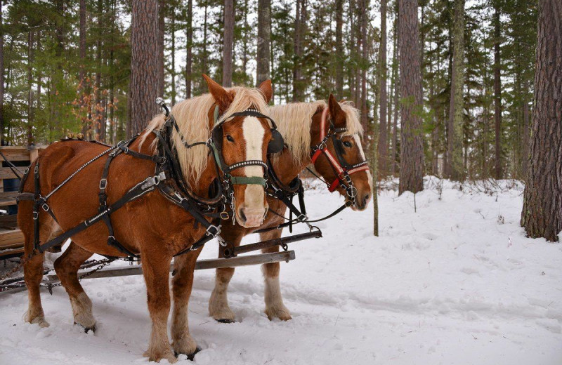 Sleigh ride at Johnny Seesaw's.