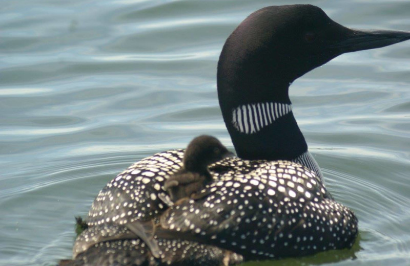 Loons at Northern Lights Resort.