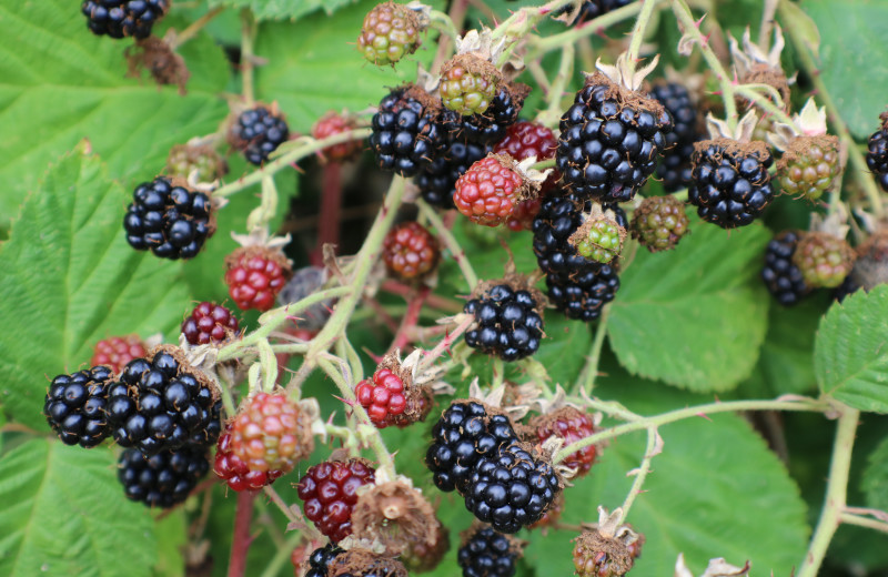 July and August boast incredible quanties of blackberries. The QRI campus is ringed with abundance. Plan on picking to your hearts' content.