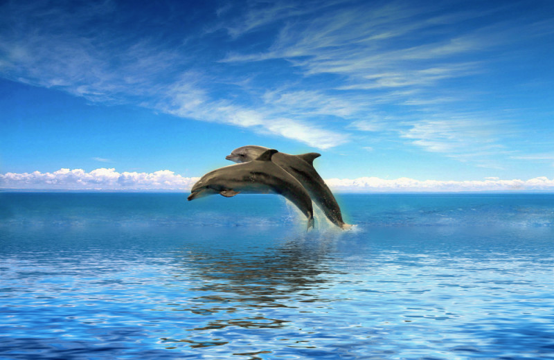Dolphins jumping at Travel Resort Services, Inc.