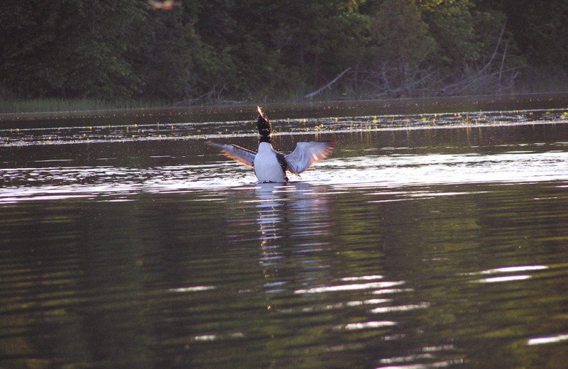 Loon at Kokomo Resort.