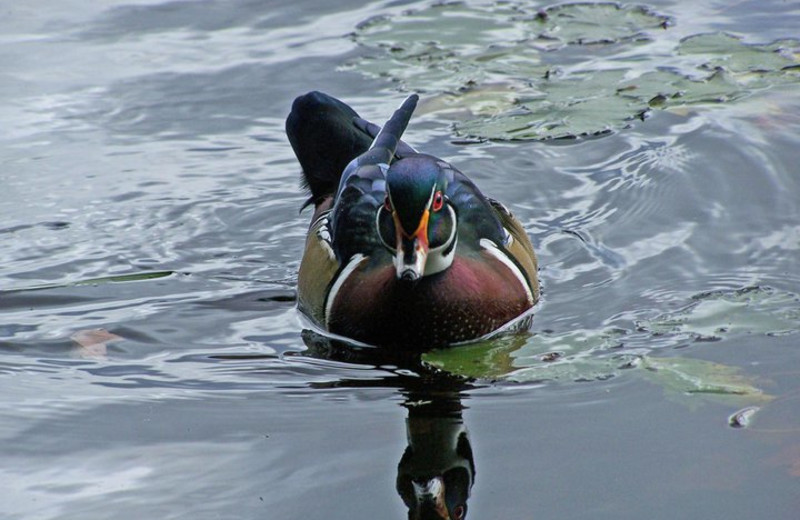 Wildlife at Old Forge Camping Resort.